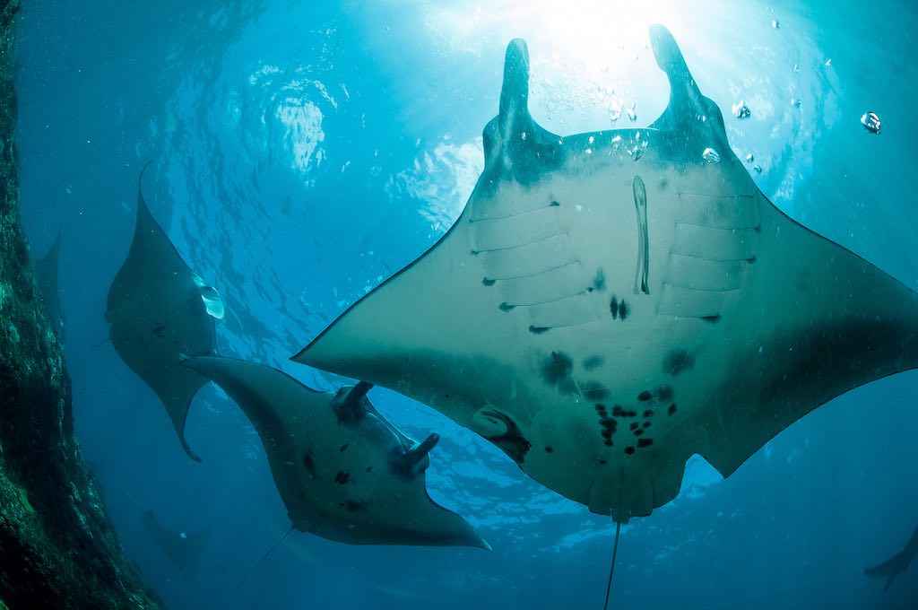 3 Manta Ray diving Nusa penida Bali