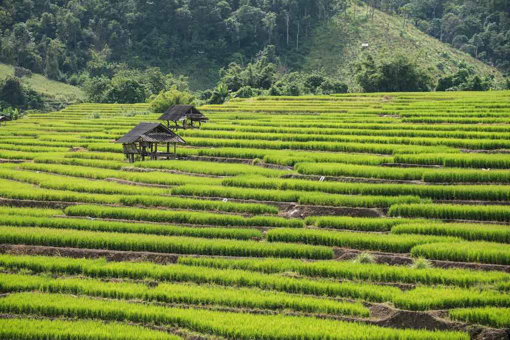 rice field in Chiang Mai Thailand photo Pitipat Usanakornkul