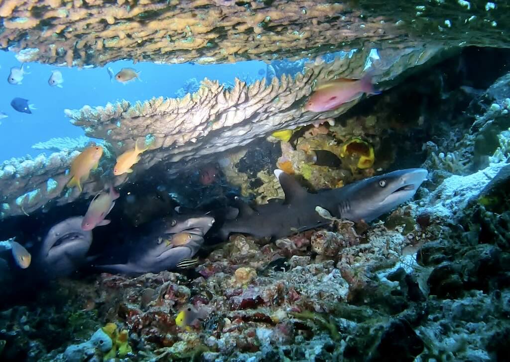 4 baby sharks diving in Komodo