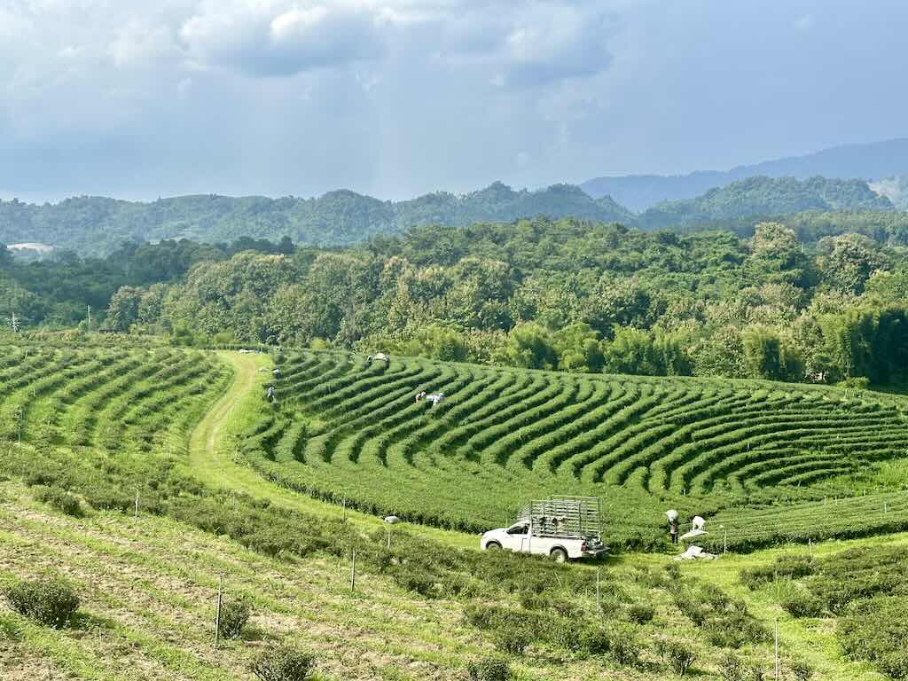 Chiang Rai tea plantation