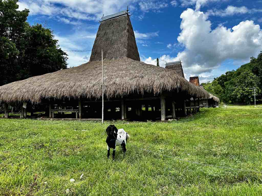 East Sumba traditionnal village Uma Mbatangu