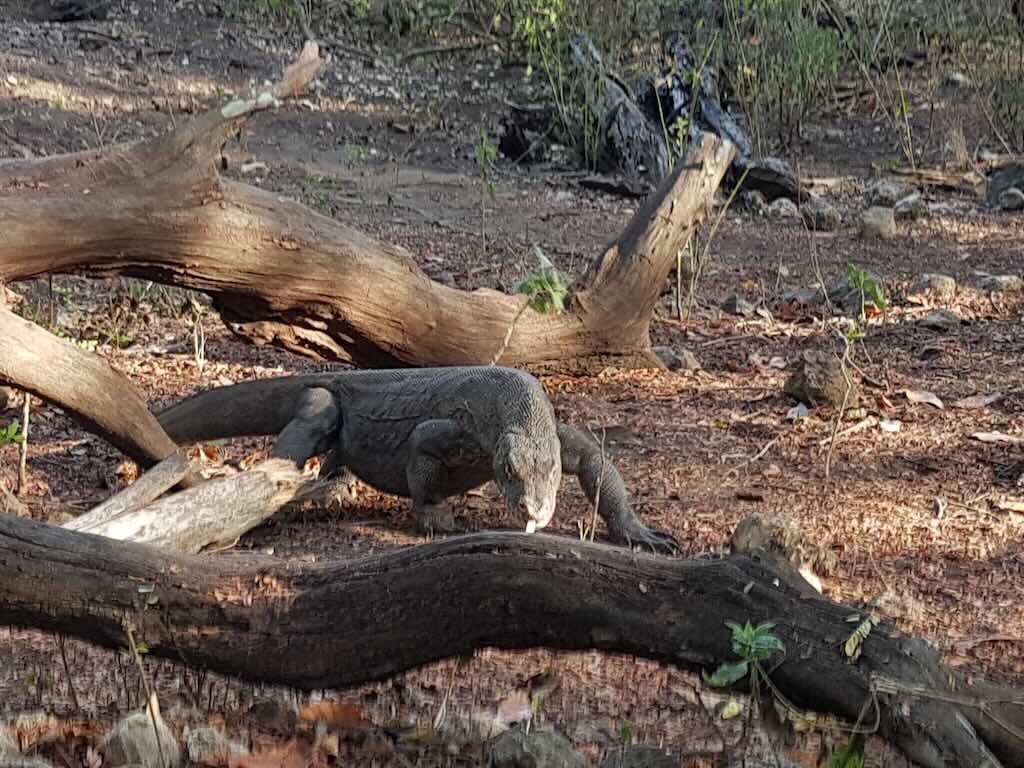 Komodo dragon national park