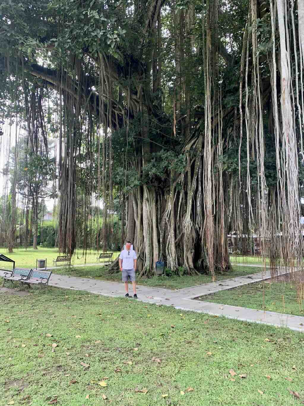 The huge banyan tree in the courtyard of Mendut temple near Borobudur, Java, Indonesia