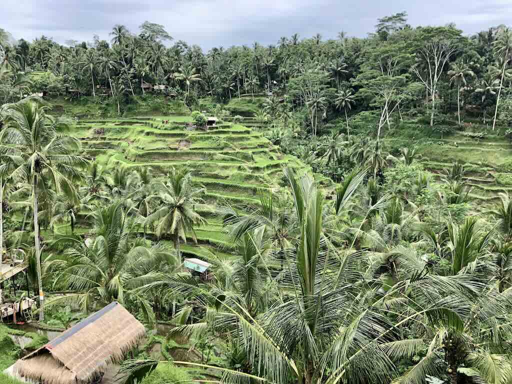 Tegallalang rice terraces Ubud Bali