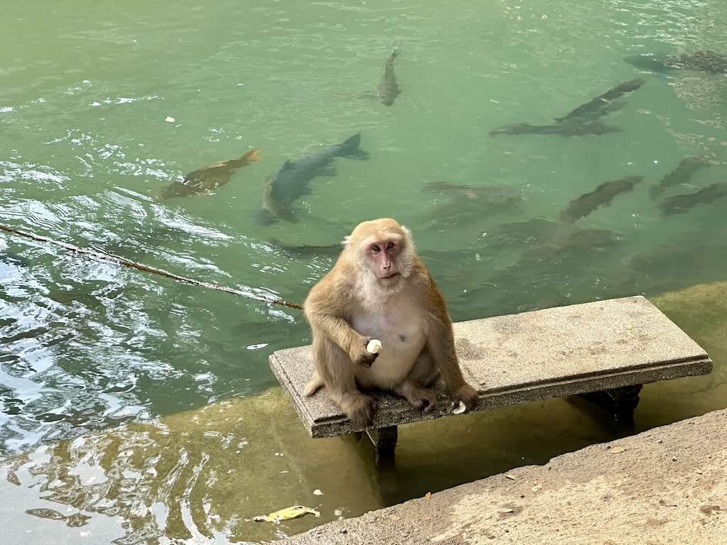 Wat Tham Pla monkeys and fish