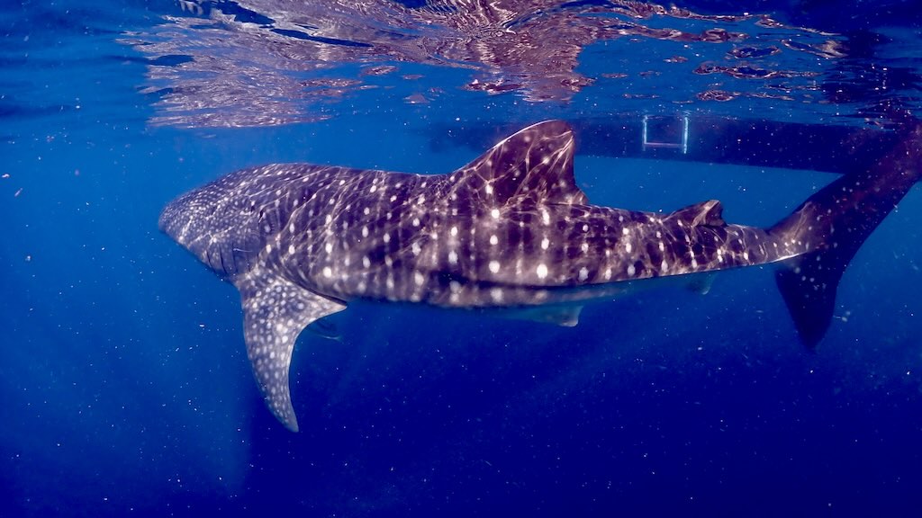 Whale shark Saleh Sumbawa Indonesia