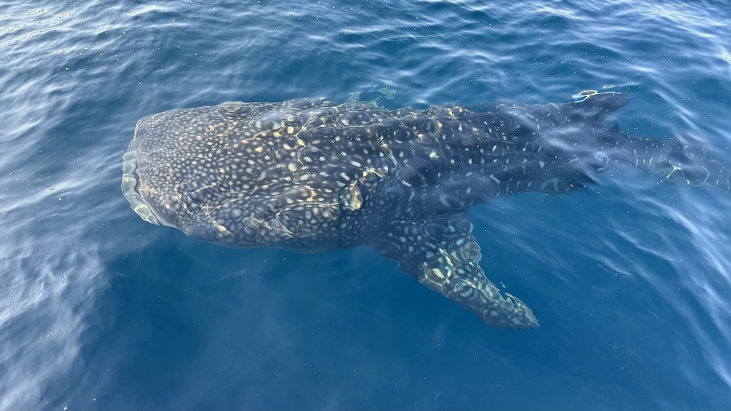 Whale shark Saleh bay Sumbawa Indonesia