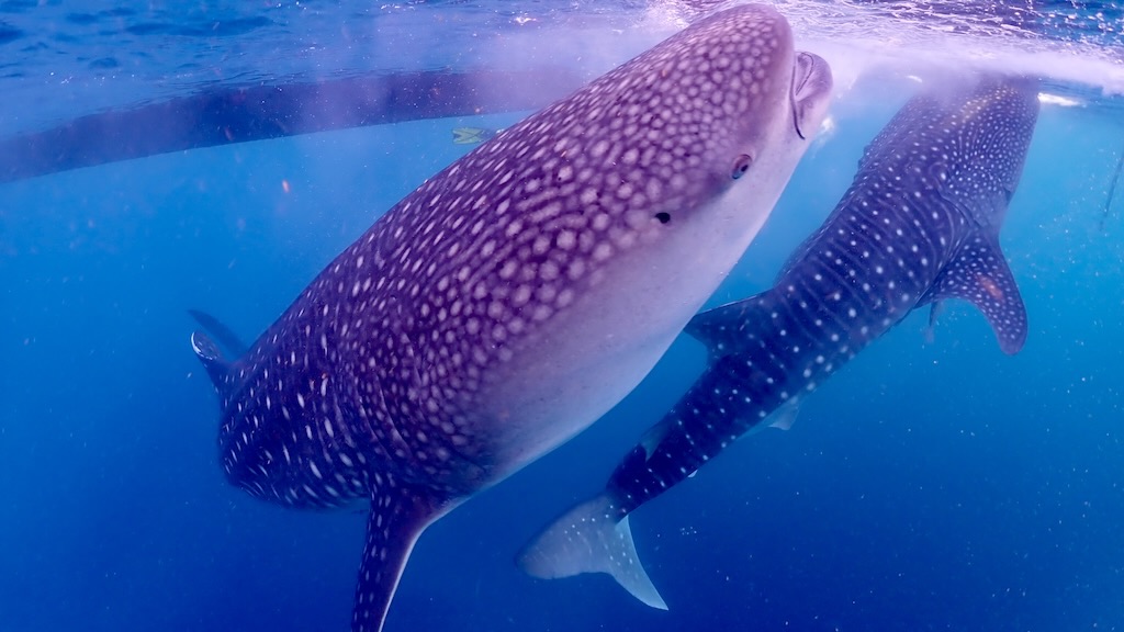 Whale sharks Saleh Sumbawa Indonesia