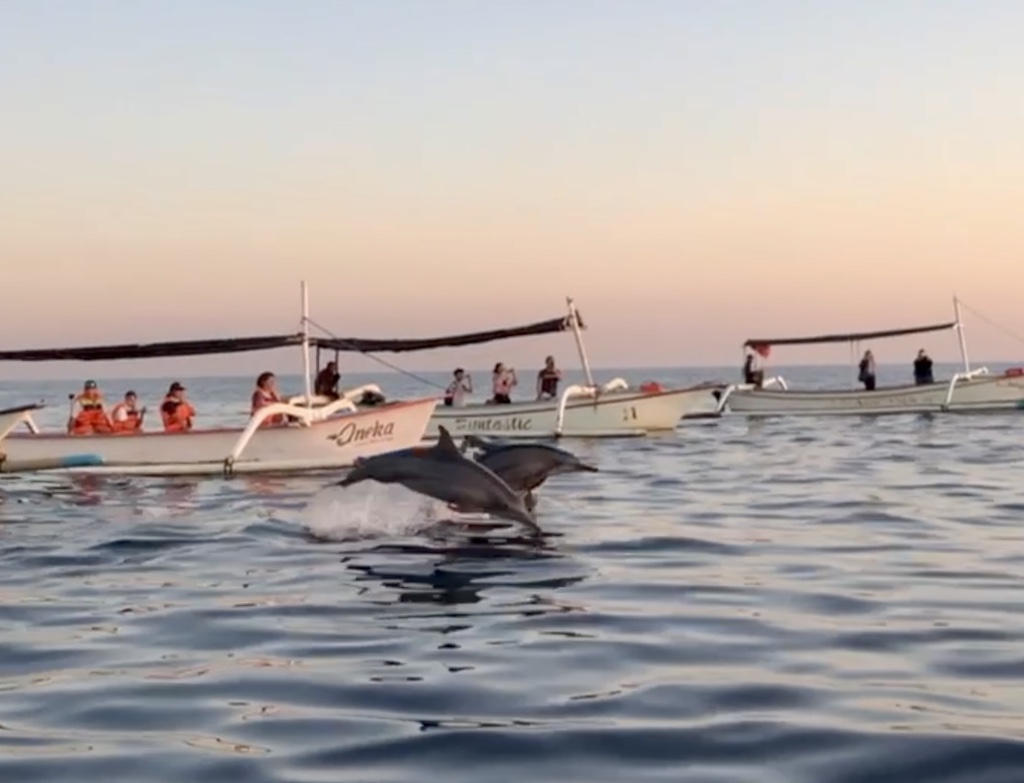 dauphins Lovina Bali