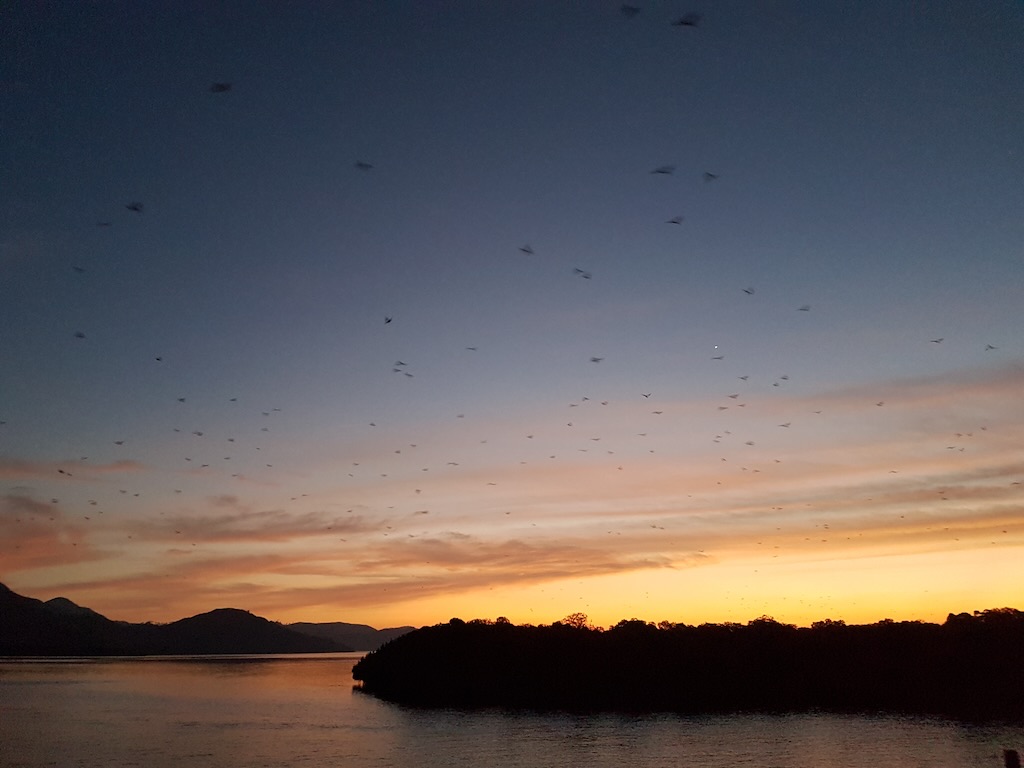 flying fox giant bat kalong komodo national park