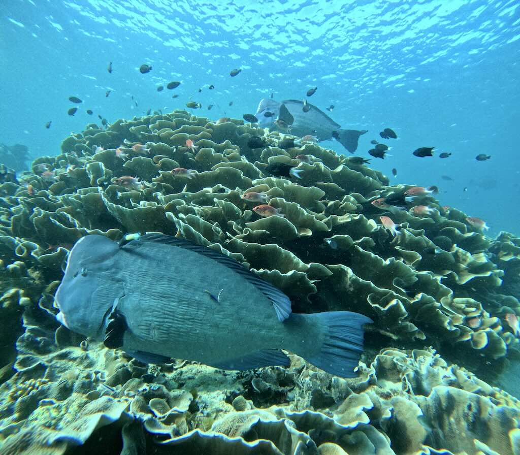 humpback parrotfish sipadan borneo