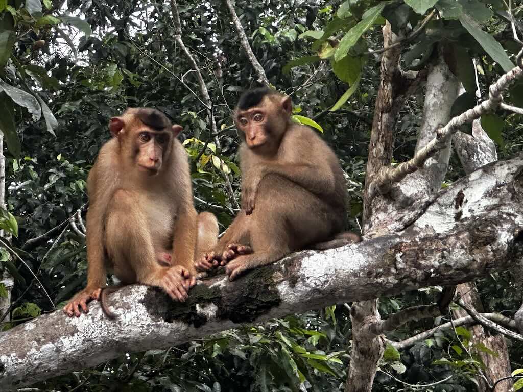 macaque monkey Sepilok Borneo Malaysia