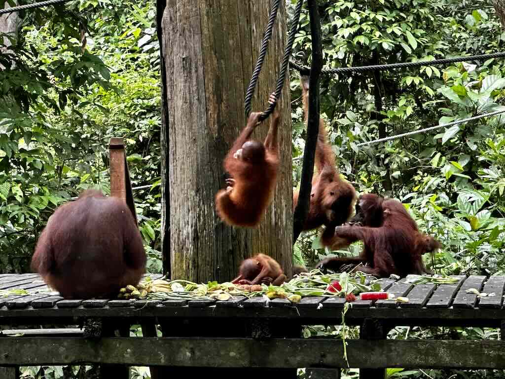 orangutan rehabilitation center Sepilok Borneo Malaysia