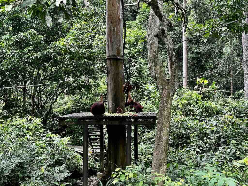 orangutan rehabilitation center Borneo Malaysia