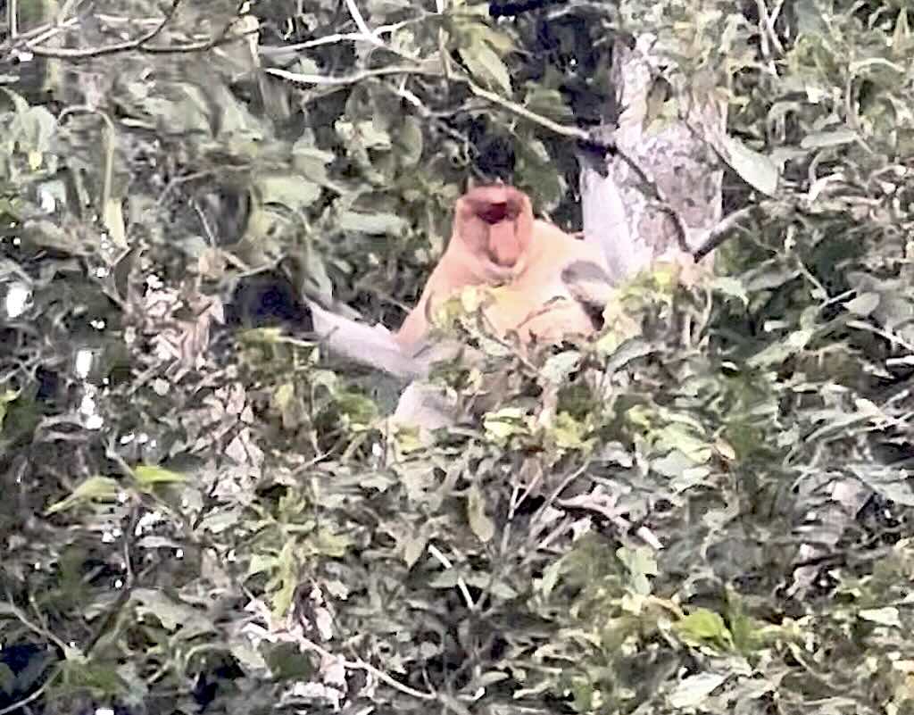 proboscis monkey borneo sabah