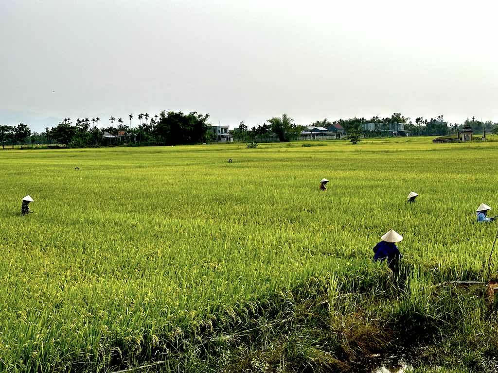 rice field Hoi An Vietnam travel blog