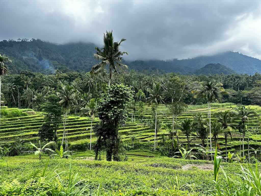 rice terraces in karangasem bali