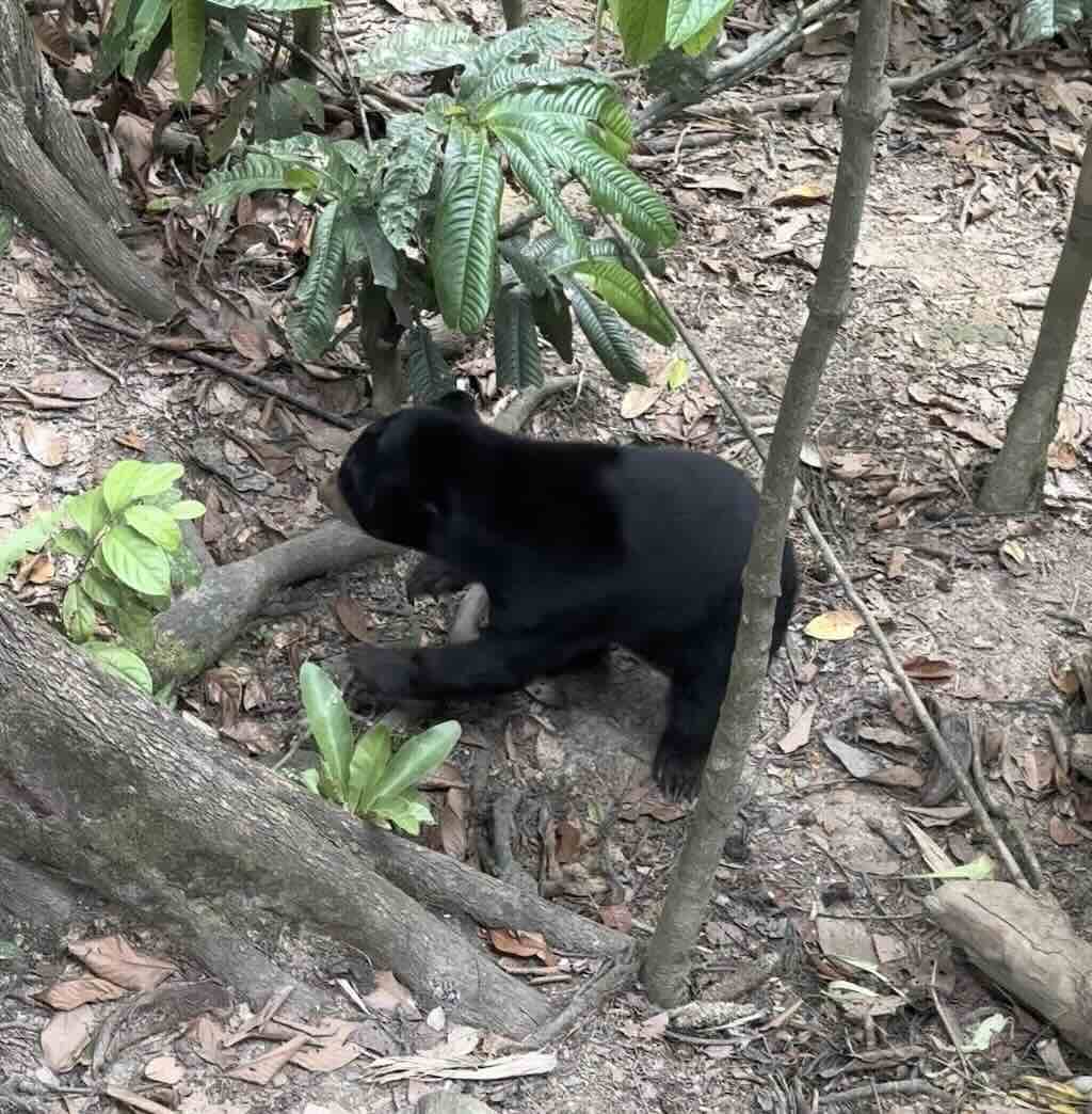 Borneo-Malaienbär auf dem Waldboden im Schutzzentrum in Sepilok