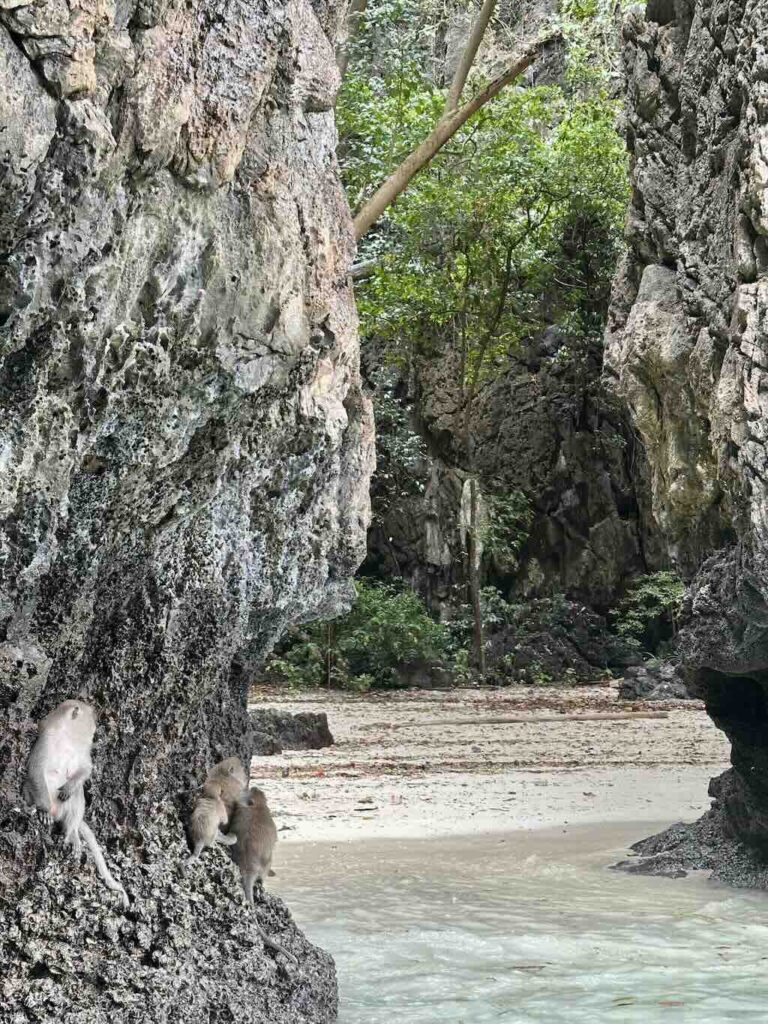 Monkey Bay Koh Phi Phi Krabi