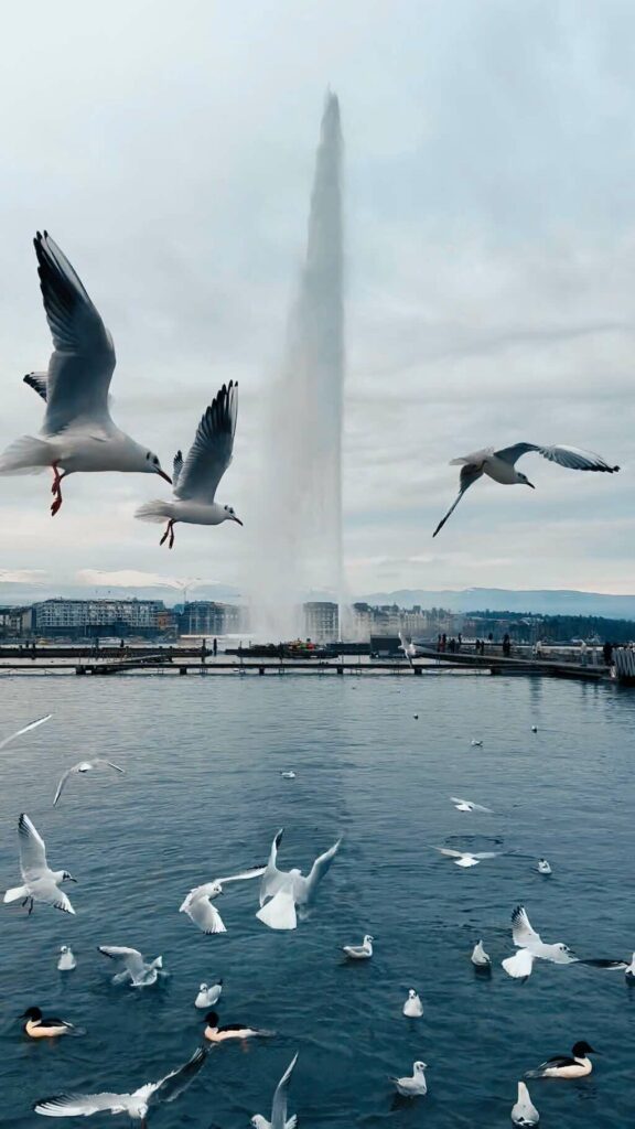 geneva sea gulls switzerland jet d'eau