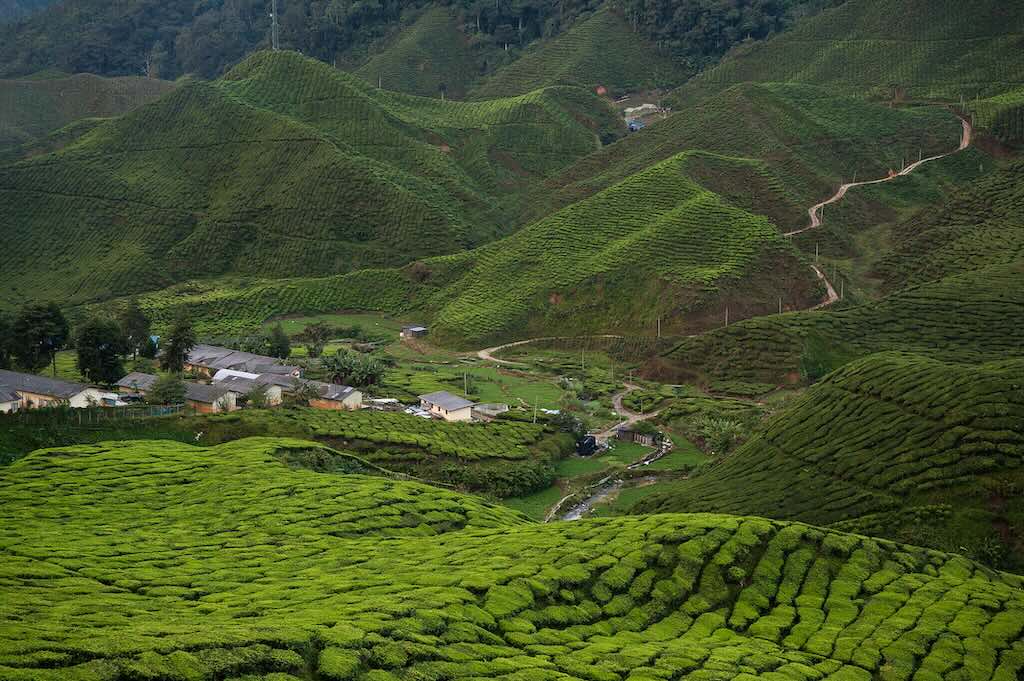 Cameron Highlands Malaysia pexels Vincent Tan