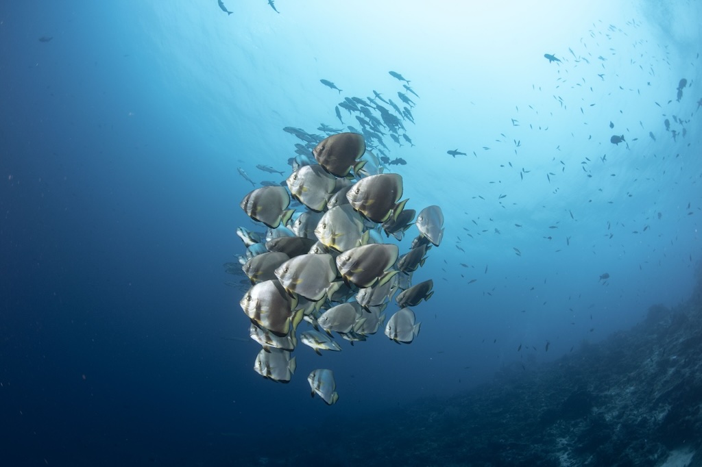 Boo Window batfish diving Raja Ampat Indonesia