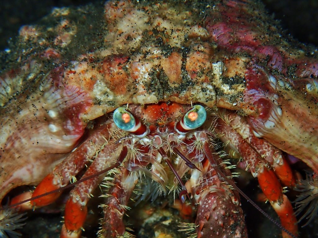 Crab Raja Ampat Indonesie