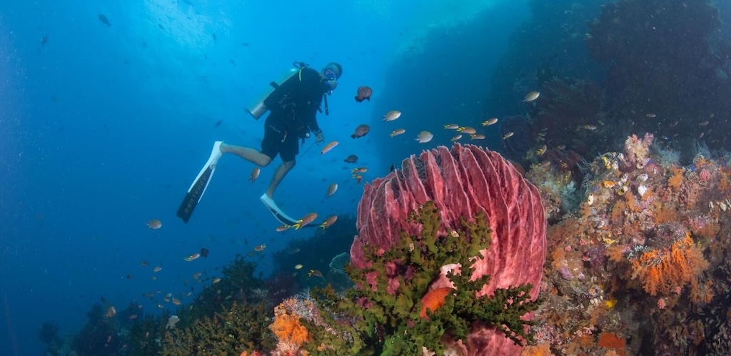 Diving Raja Ampat Indonesia