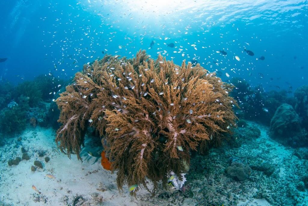 Melissa Garden diving Raja Ampat Indonesia