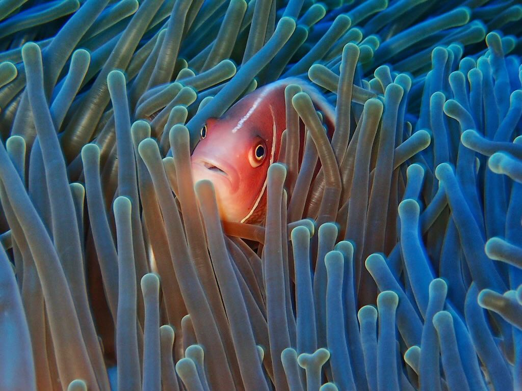 Nemo clown fish