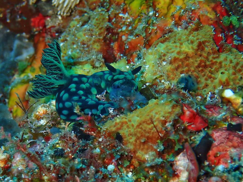 Nudibranch Raja Ampat Indonesia