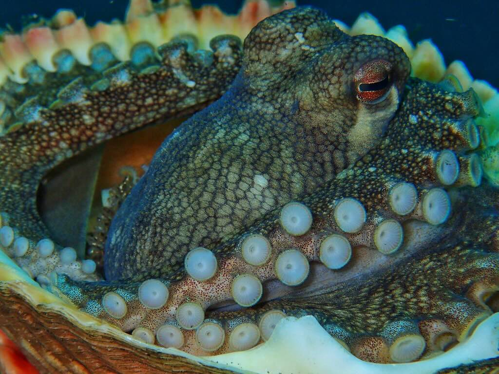 Octopus Batu Rufas diving Raja Ampat