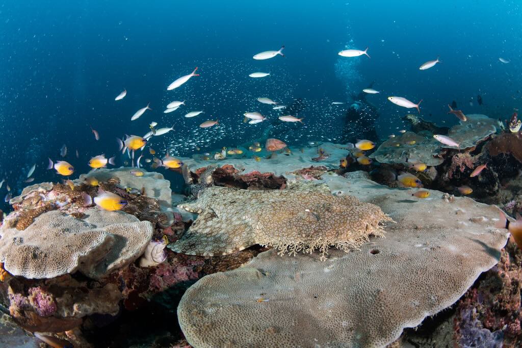 Wobbegong shark Melissa Garden diving Raja Ampat photo Fhon