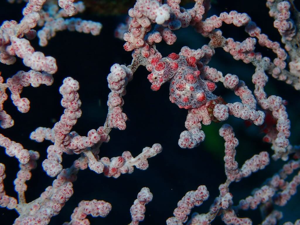 bargibanti pygmy seahorse diving Raja Ampat Indonesia