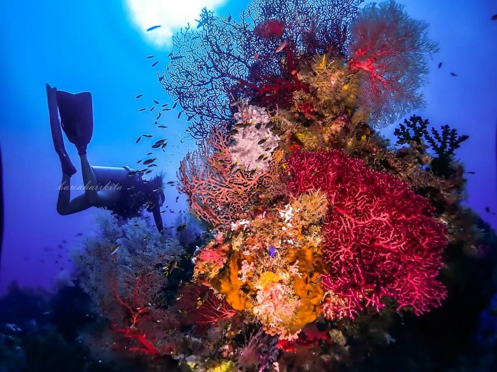 diving Raja Ampat Indonesia photo Bobby