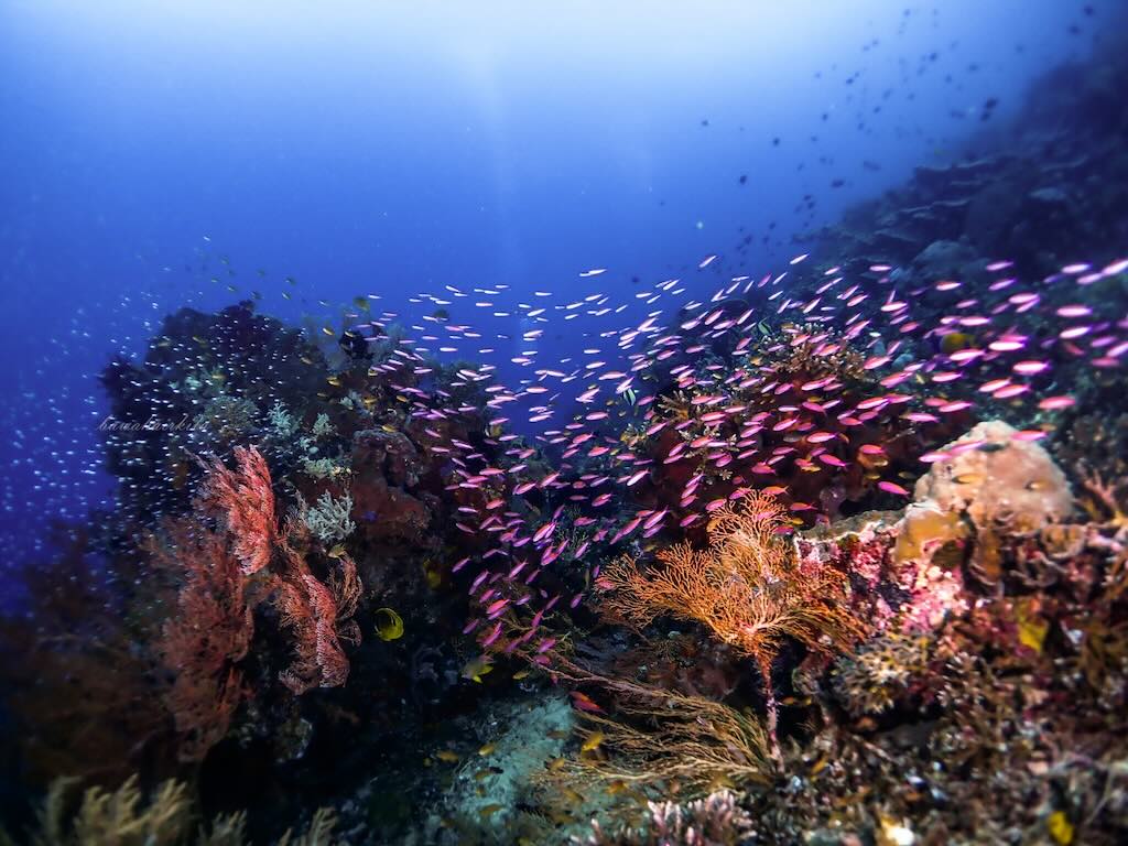 diving Raja Ampat photo BawahAirKita