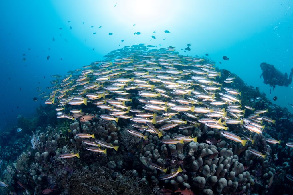 school of fish Raja Ampat