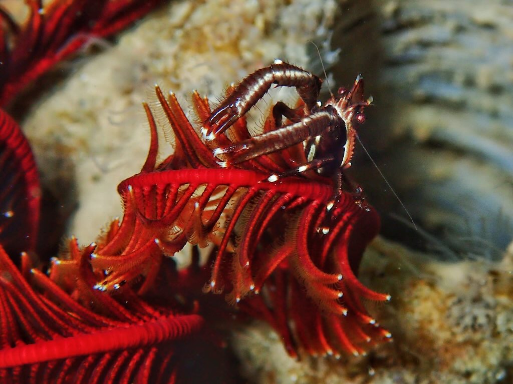 shrimp Raja Ampat