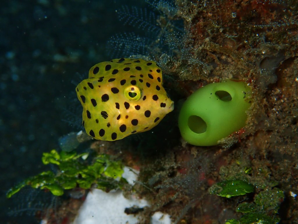 yellow box fish Raja Ampat