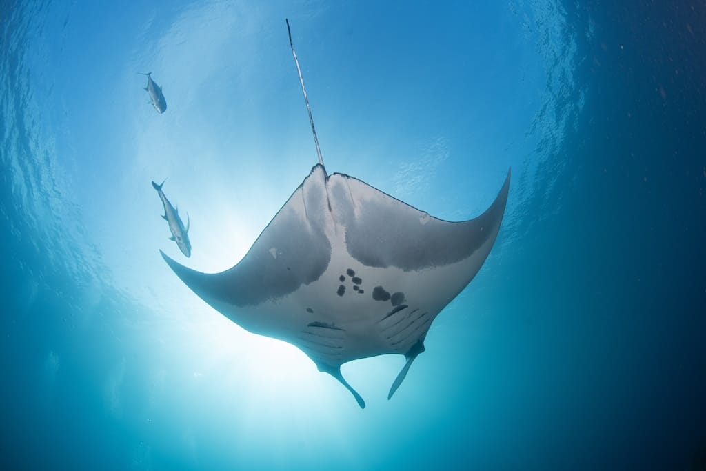 Oceanic Manta Ray Diving Raja Ampat Indonesia best dive sites South East Asia
