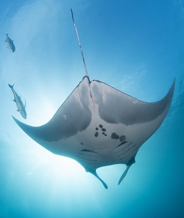 Oceanic Manta Ray Raja Ampat