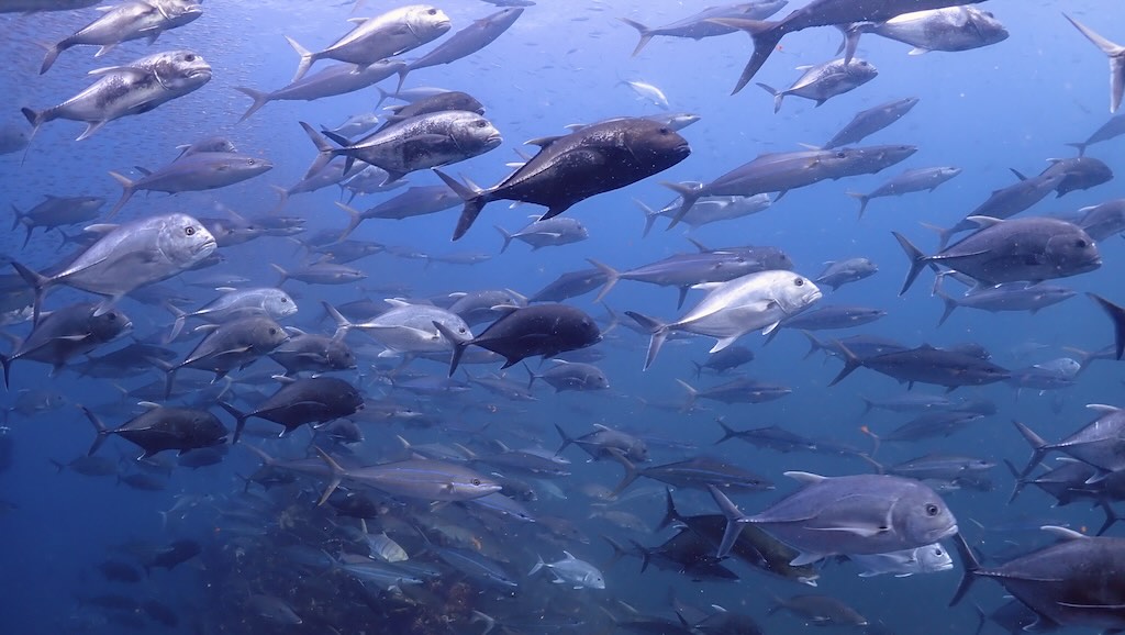 Predators hunting bait balls at Richelieu Rock