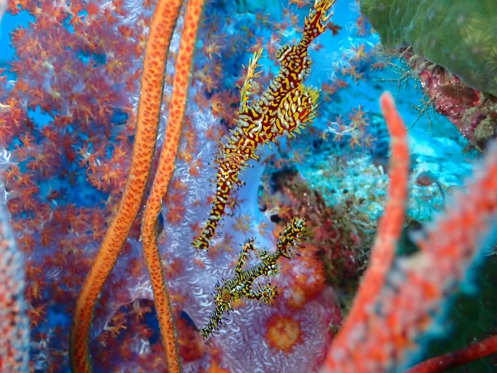 Ghost pipefish Andaman sea diving Thailand