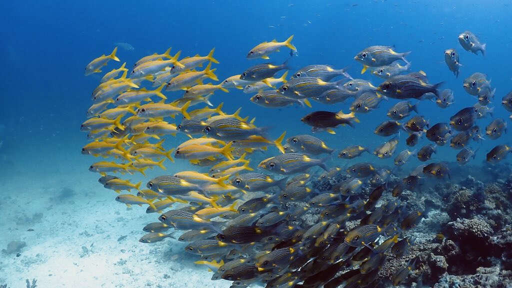 Nam Chai Bay Andaman sea Thailand