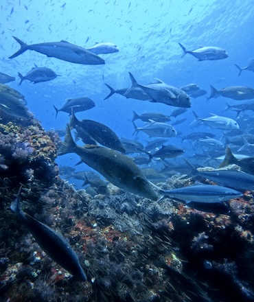 Richelieu dive site Andaman sea Thailand