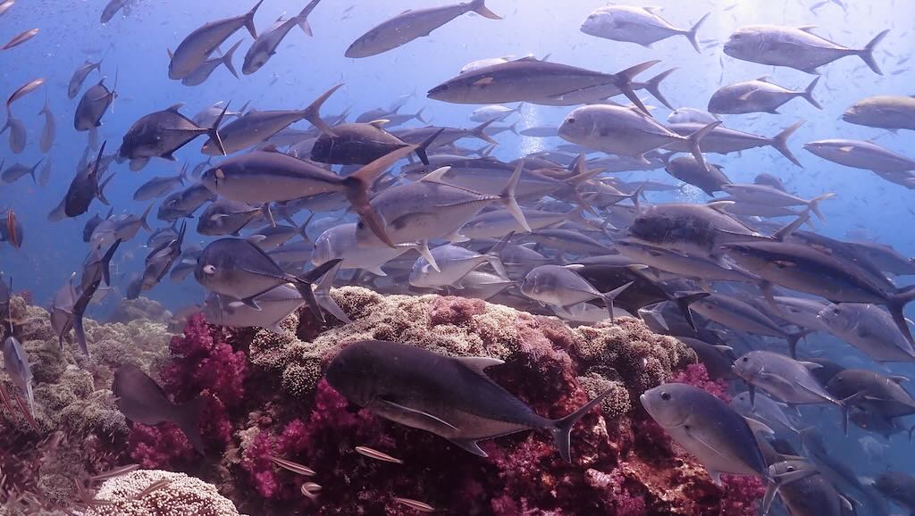 Richelieu diving Andaman sea Thailand