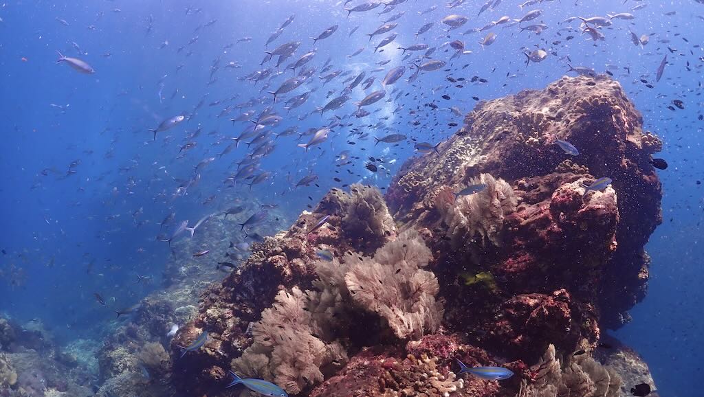 Richelieu rock Andaman sea Thailand