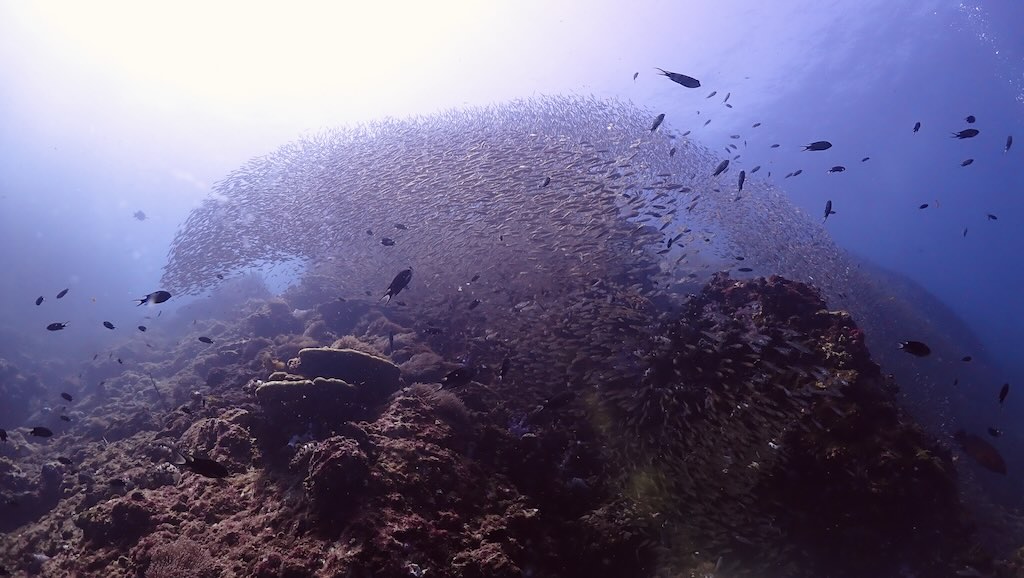 Richelieu school of fish and reef Andaman sea Thailand