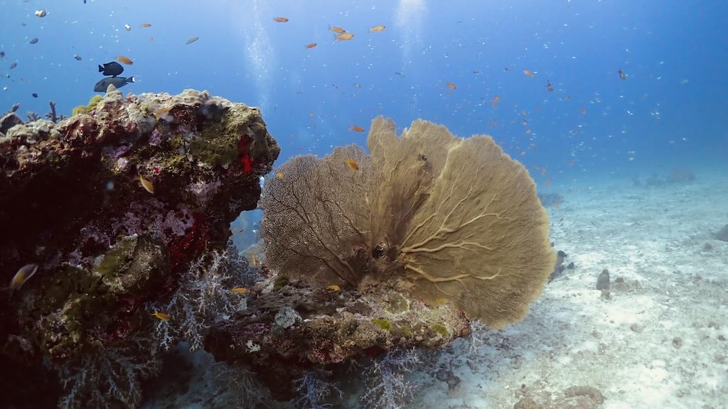 diving Andaman Sea Thailand sea fan