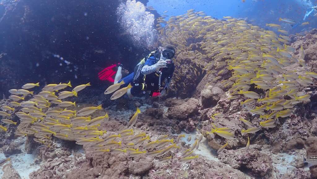 yellow fish Richelieu dive site Andaman sea Thailand